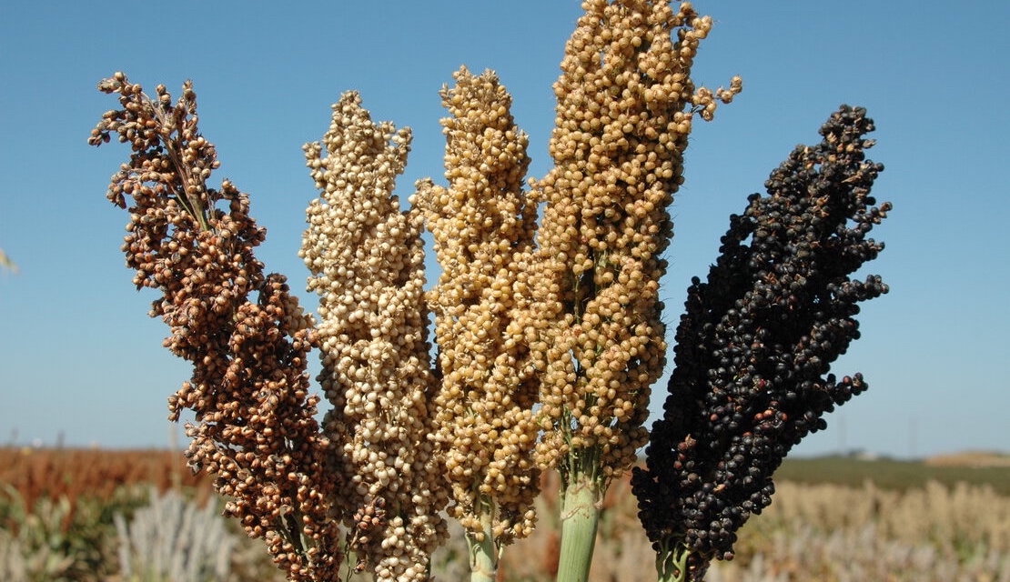 sorghum