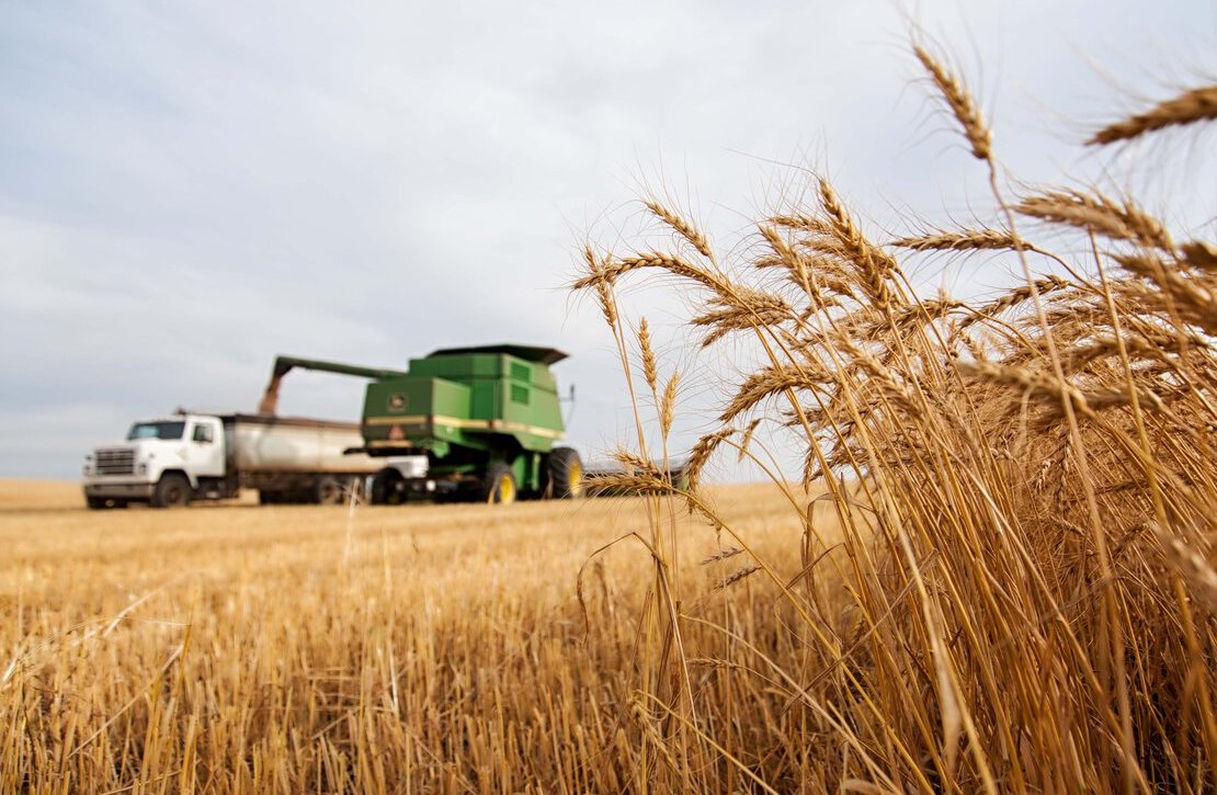 what is gluten?